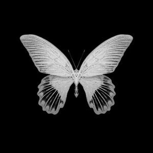 Meet your Posher, Dk